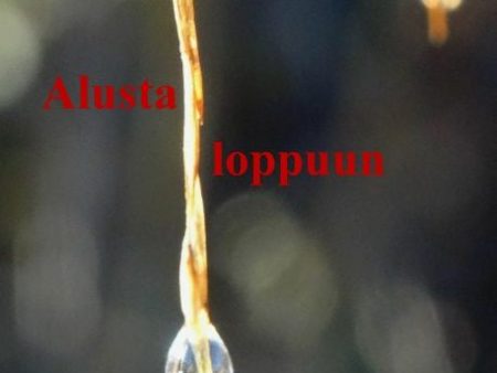 Alusta loppuun For Sale